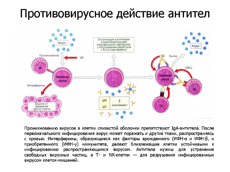 Проникновению вирусов в клетки слизистой оболочки препятствуют IgA-антитела. После первоначального инфицирования вирус может поражать